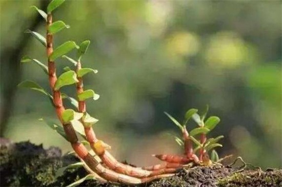 盆栽石斛的种植方法