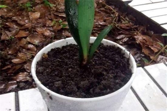 栽种君子兰要不要花生壳，适当添加可促进根系生长