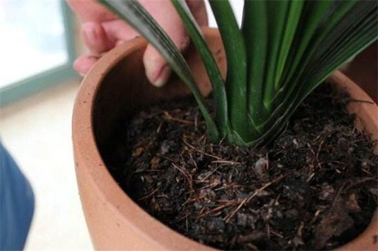 栽种君子兰要不要花生壳，适当添加可促进根系生长