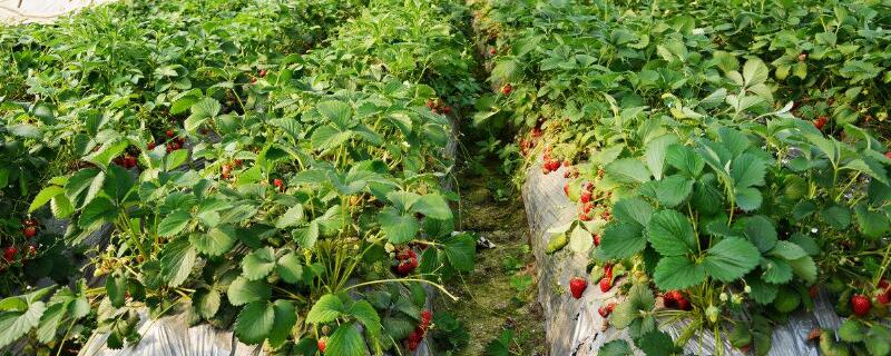 草莓成熟的季节是几月 花语网