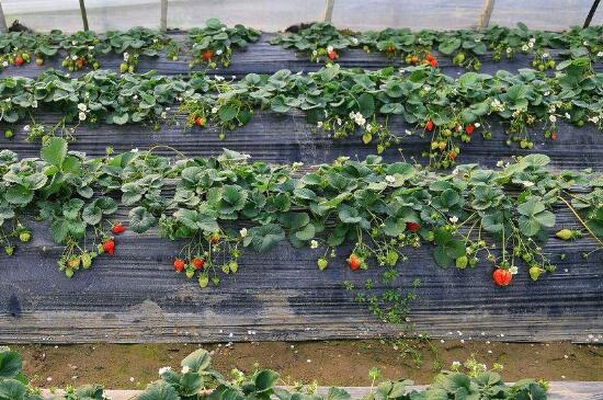 草莓成熟的季节是几月 花语网