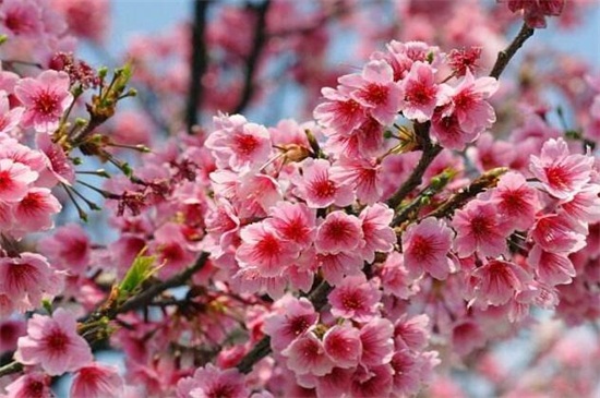 樱花花语