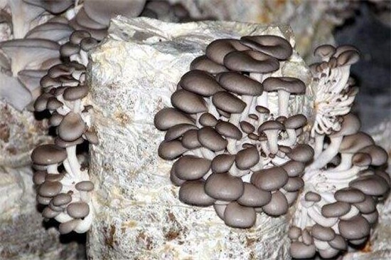 平菇种植最简单方法