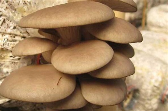 平菇种植最简单方法