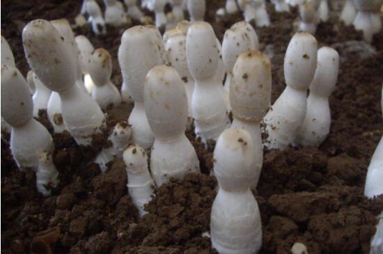 平菇的种植与栽培技术