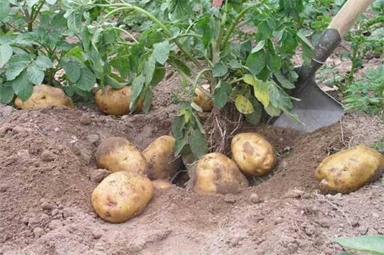 马铃薯种植技术