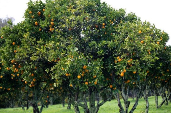 橙子树什么时候下肥料