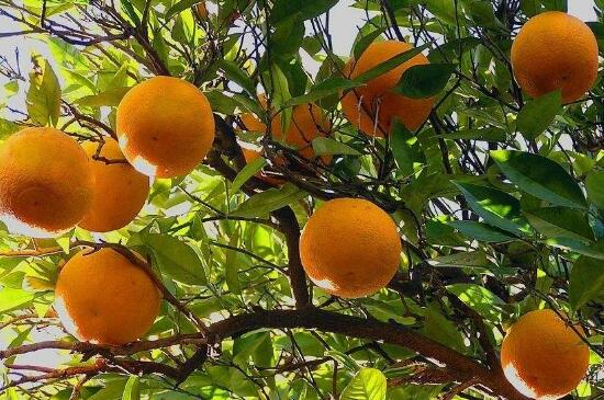橙子树怎么剪枝