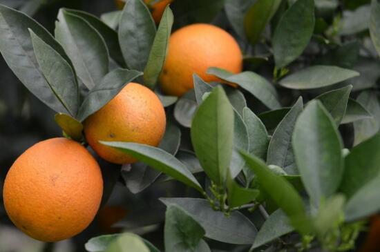 橙子的种植方法和注意事项