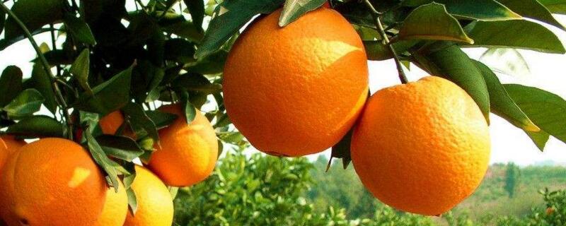 橙子种植三年苗几年可挂果