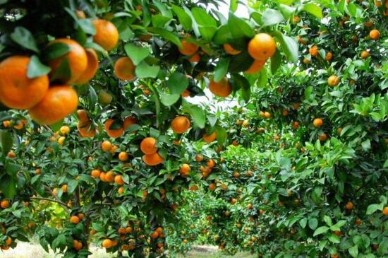 橙子种植三年苗几年可挂果