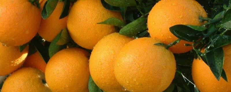 橙子施肥时间和方法