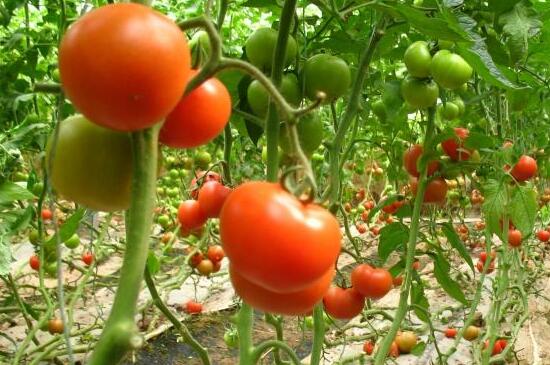大棚番茄种植管理技术