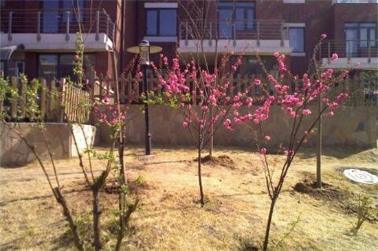 院里为什么不栽樱桃树，可以栽有利于风水