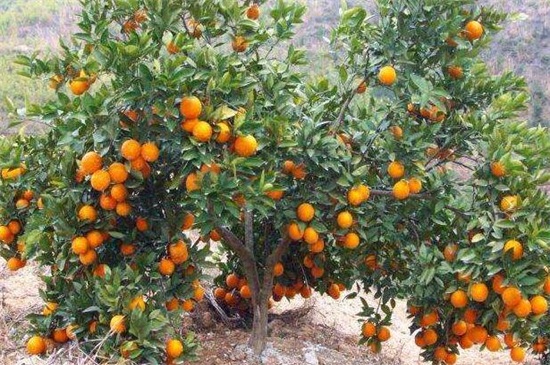 橙子怎么种植小盆栽