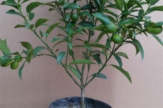 沃柑树一般寿命多少年