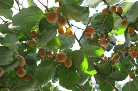 家中为何不能种黑枣树，汁液有毒还会影响运势发展
