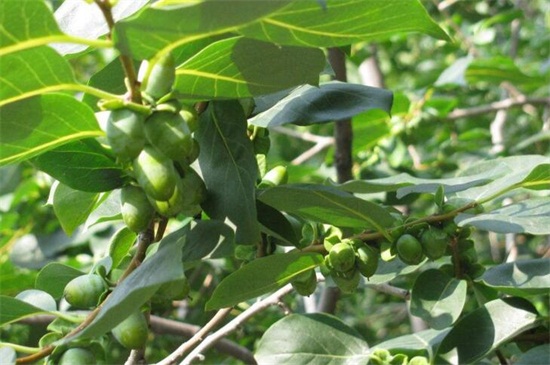 家中为何不能种黑枣树，汁液有毒还会影响运势发展