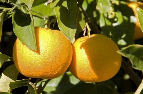 橙子的功效与作用，生津开胃还能止咳化痰
