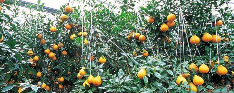 橙子种植前景