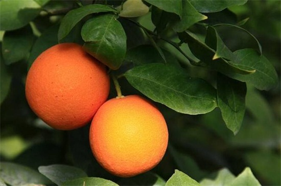 橙子种植前景
