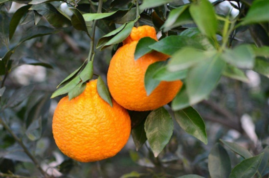 丑橘种植技术