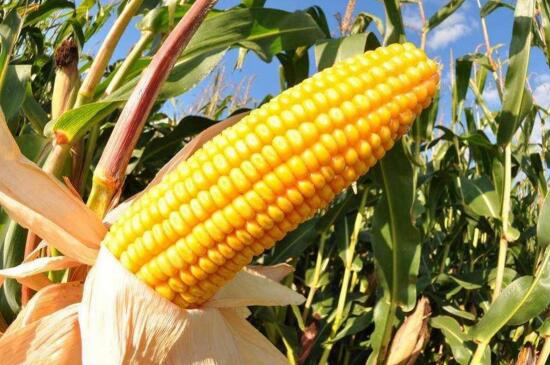 玉米种子品种