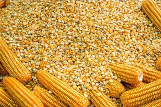 玉米种子品种