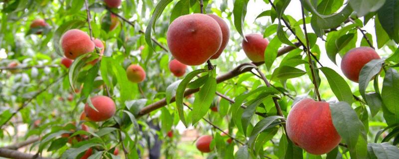 10亩桃树一年利润多少