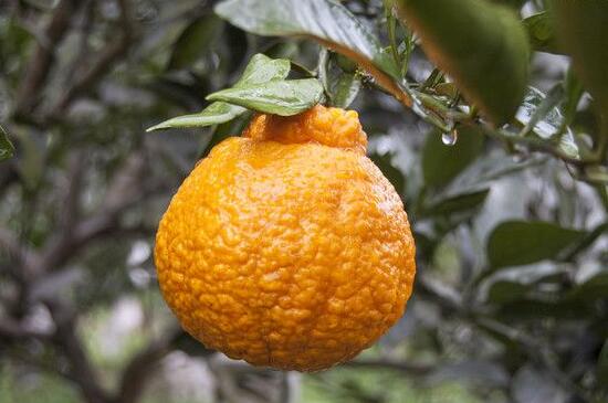 不知火丑橘的养殖方法