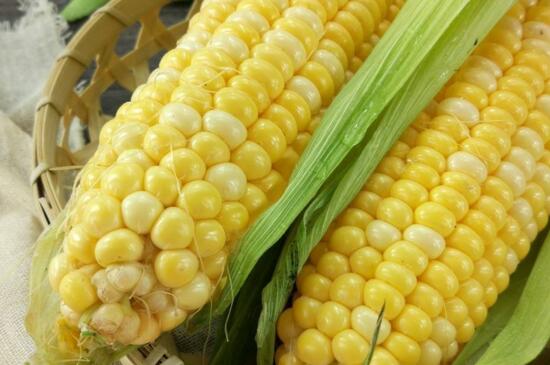 水果玉米多少钱一斤