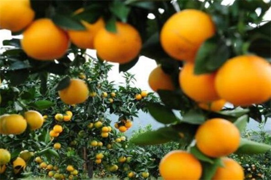 橙子不适合什么人吃，体质虚寒患有溃疡不吃