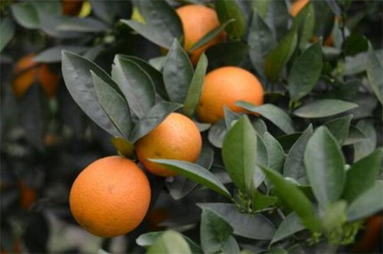 橙子不适合什么人吃，体质虚寒患有溃疡不吃