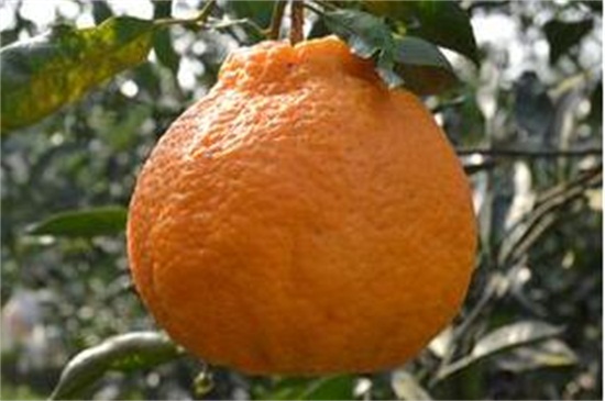 丑橘为什么叫丑橘