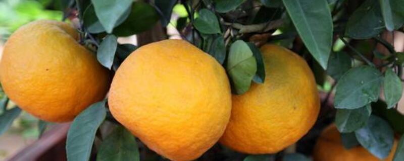 丑橘的种植方法