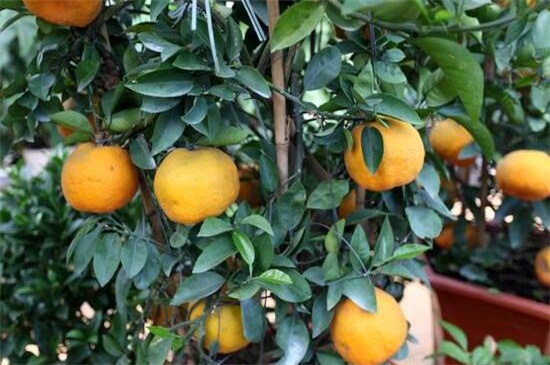 丑橘的种植方法
