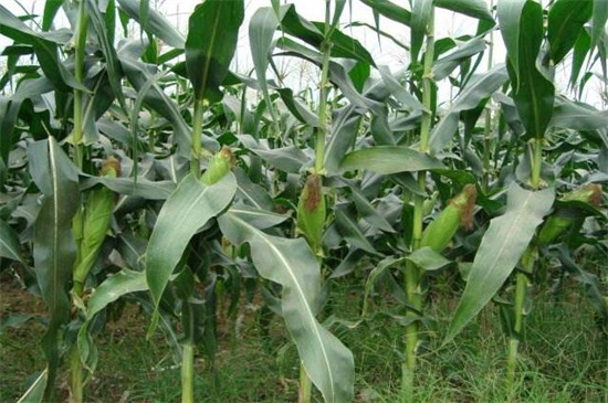 甜玉米种植方法
