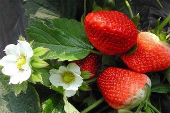 草莓什么时候种植