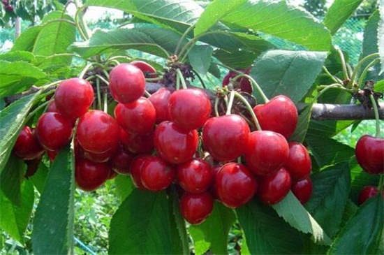 广东樱桃品种