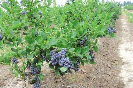 蓝莓的种植与栽培