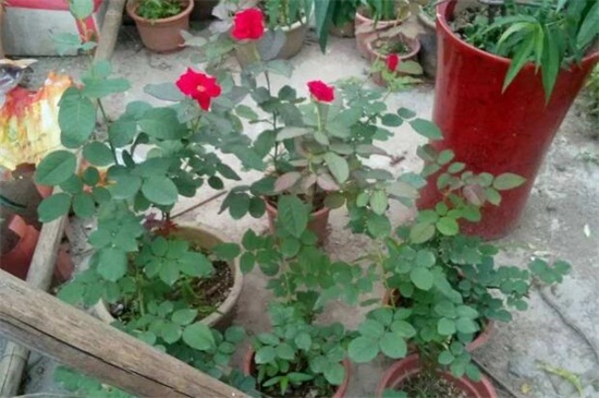 蔷薇种植方法和时间