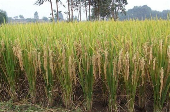 水稻价格多少钱一斤