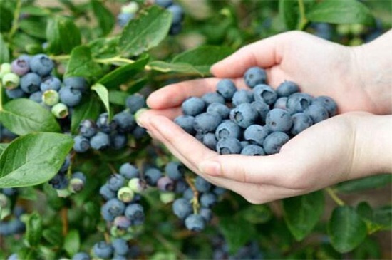 种植蓝莓几年可收益