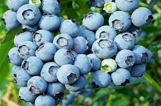 种植蓝莓几年可收益