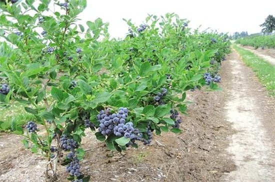 蓝莓种植一亩的成本