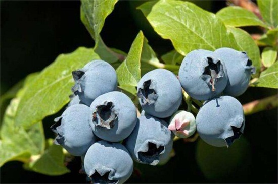 蓝莓树几年结果