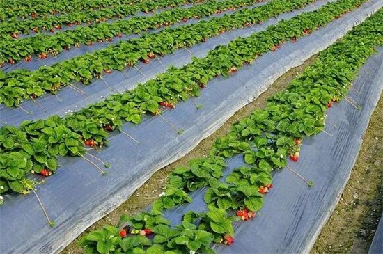 草莓種植技術和管理