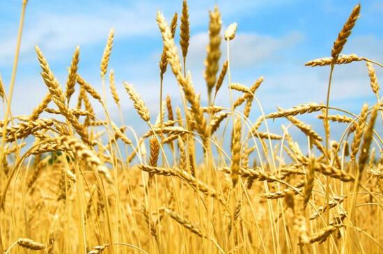 小麦什么时候播种