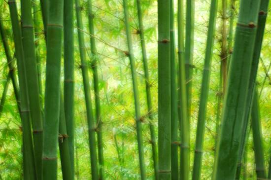 竹子的种类