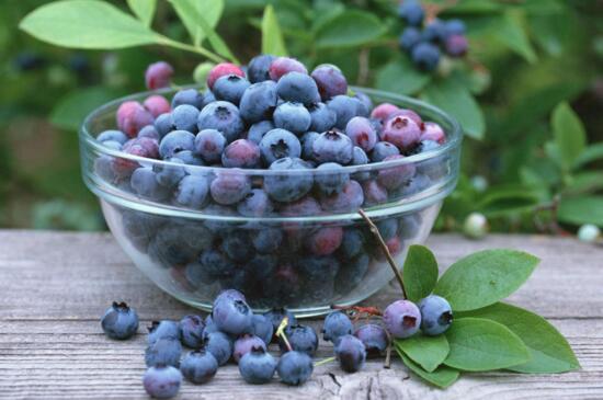 家庭蓝莓盆栽种植方法
